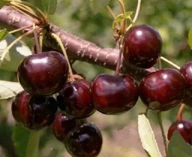 Вишня тургеневка описание сорта отзывы