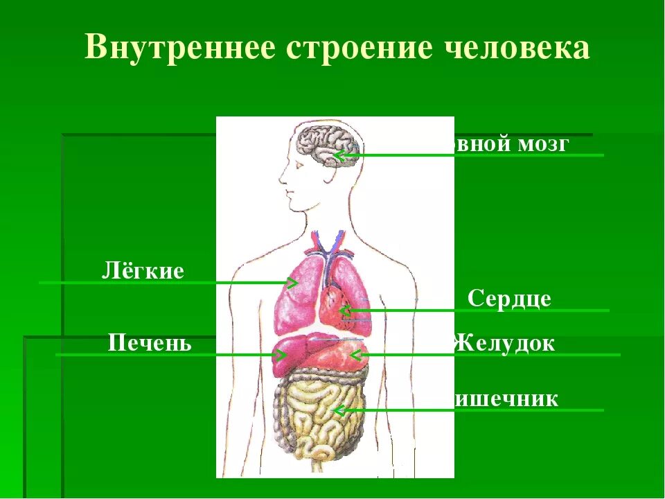 Внутренние органы строение схема. Строение человека. Строение тела человека. Строение органов человека. Внутреннее строение тела человека.