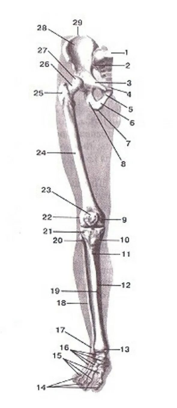 Анатомия нижней конечности человека. Скелет нижней конечности человека. Кости нижней конечности анатомия. Скелет нижних конечностей человека анатомия. Анатомия костей нижних конечностей человека.