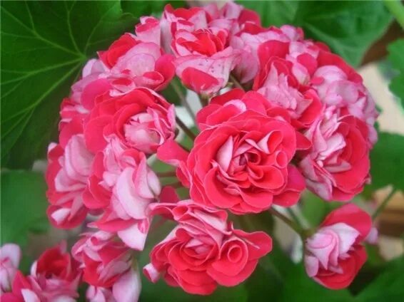 Нота герани. Пеларгония розебудная Rosebud Supreme. Пеларгония Pelargōnium Rosebud Supreme. Пеларгония розебудная розовая. Eras Andrea Sofie пеларгония.