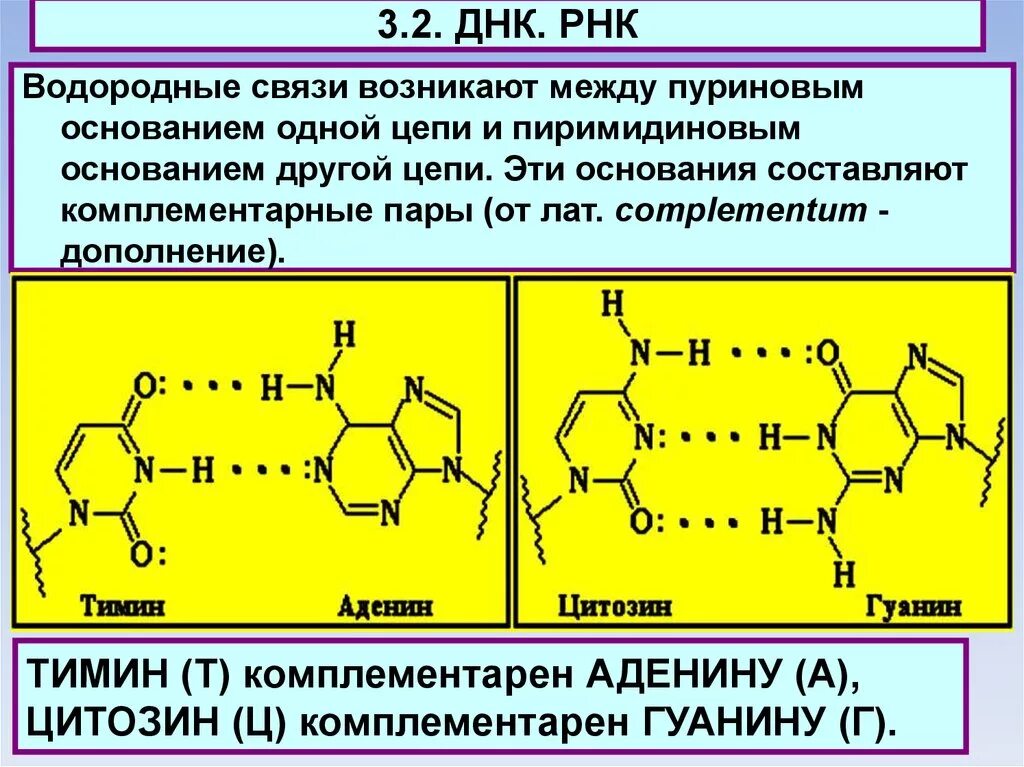 Комплиментарная пара. Пуриновые и пиримидиновые основания связи. Пуриновые и пиримидиновые основания. Строение пуриновых и пиримидиновых оснований. Строение ДНК пуриновое основание.