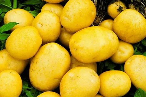 Картофель адретта отзывы вкусовые качества