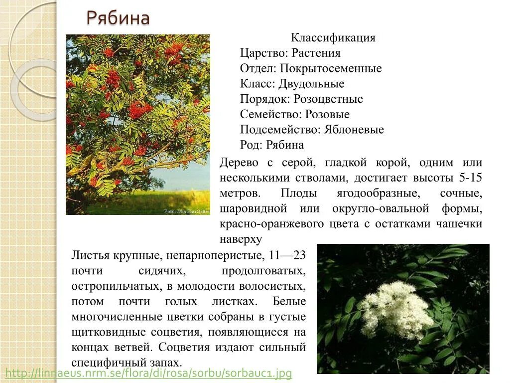 Систематика рябины. Классификация рябины. рябина описание. рябина обыкновенная классификация. рябина краткая характеристика.