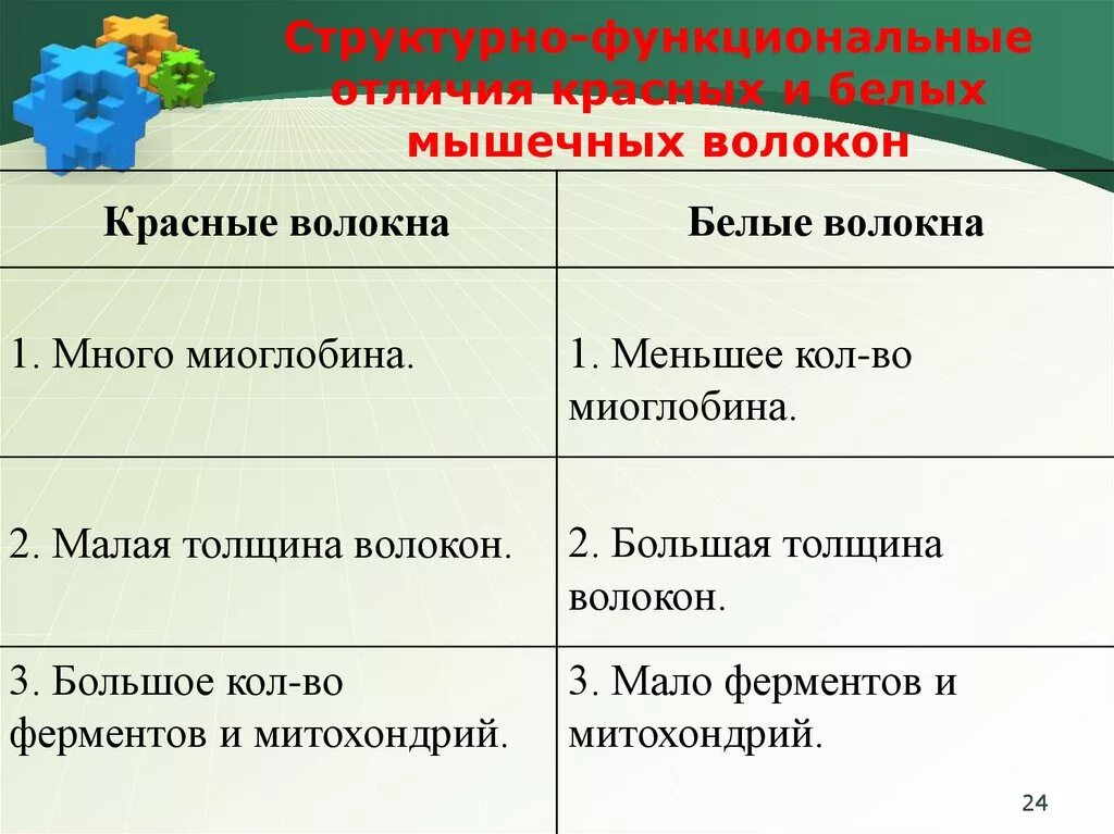 Чем отличается красное от белого. Красные и белые волокна мышц. Красные мышечные волокна и белые мышечные волокна. Отличие белых и красных мышечных волокон. Различие красных и белых мышечных волокон.