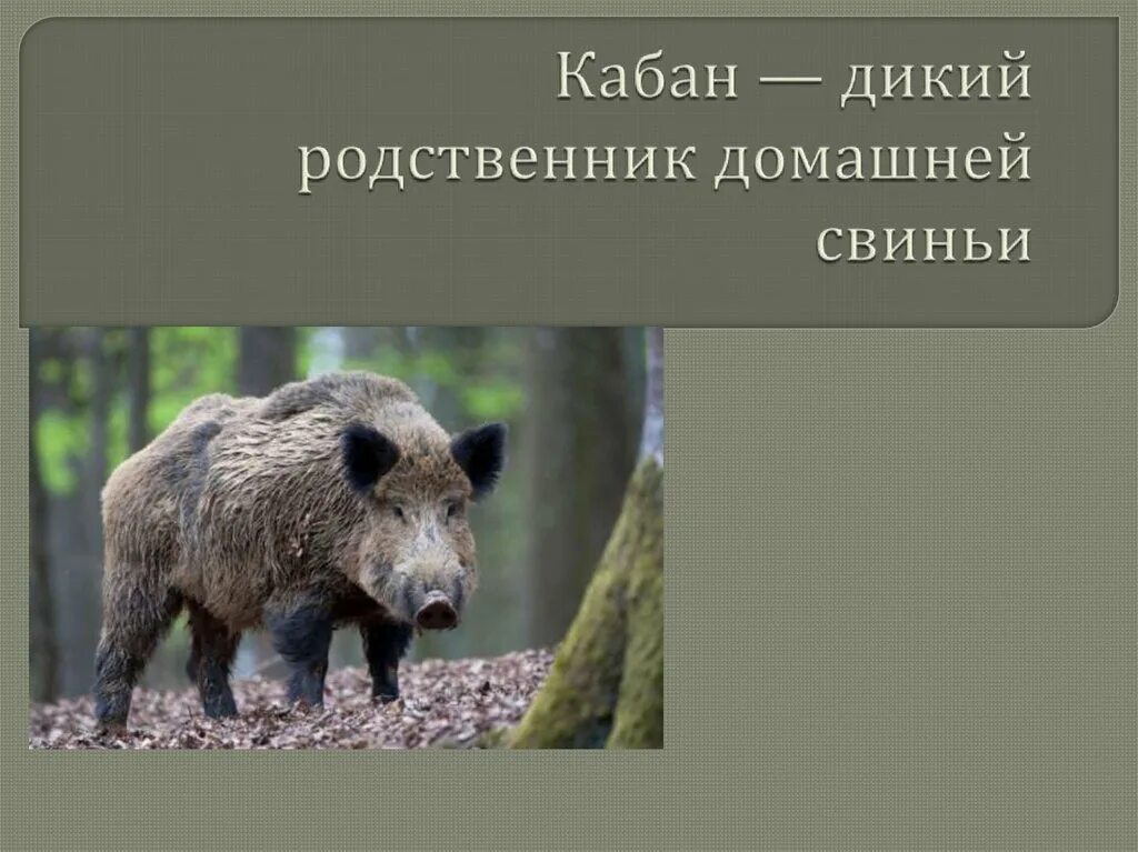 Свинья окружающий мир 3 класс. Кабан дикий родственник домашней свиньи. Доклад про кабана. Кабан презентация. Проект на тему дикий кабан.