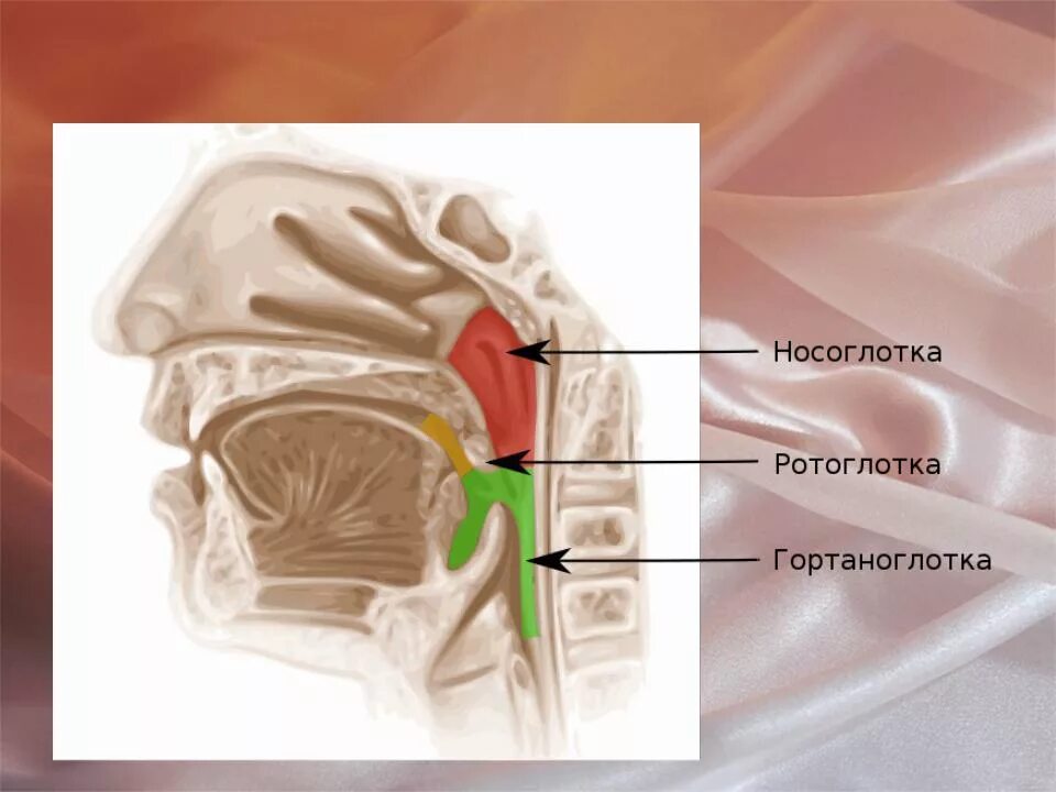 Носоглотка ротоглотка гортаноглотка. Ротоглотка гортаноглотка строение. Валики глотки
