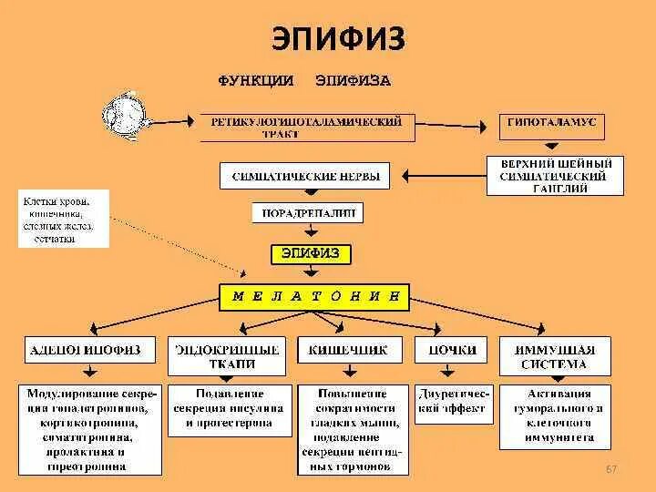 Тип секреции 1 внешняя 2 внутренняя. Железы внутренней секреции методы исследования. клинические методы исследования желез внутренней секреции. методы изучения функций эндокринных желез. методы изучения функций эндокринных желез физиология.