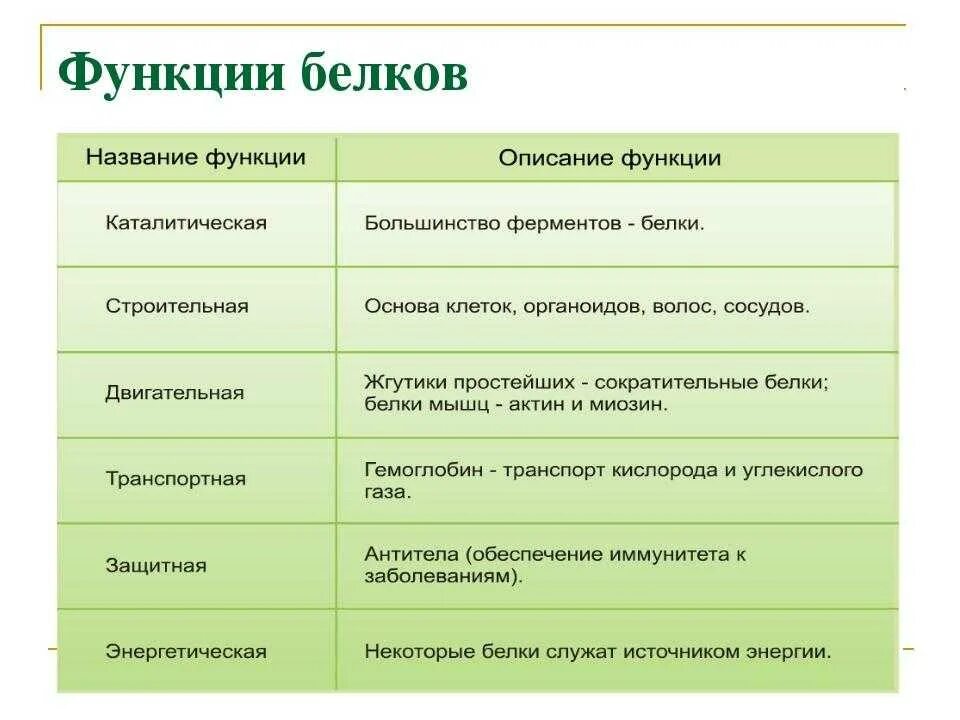 Основные свойства и функции белков. Функции белков биология 8 класс. функции белка в организме человека таблица. назовите биологические функции белков. биологическая роль структурной функции белков.