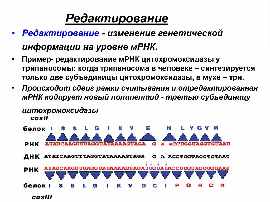 Редактирование МРНК. Примеры генетической информации. Изменение генетической информации. Редактирование матричной РНК это.