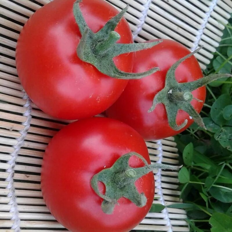 Семена томатов катя. Семена томат Катя f1. Томат Катя Семко. Томат Катя f1 партнер. Катя Семко помидоры.