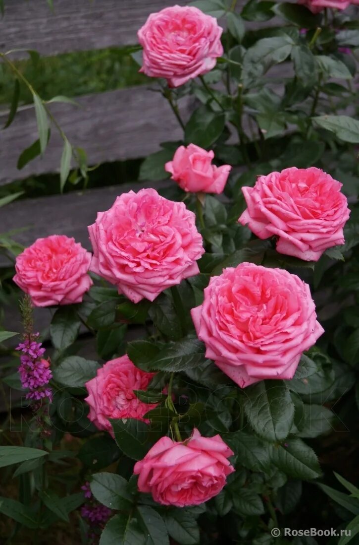 Роза ля роуз де молинар, дельбар. Ля ля розовый. Ля ля розовый. Роза ла розе де молинард. Роза ля роз де молинард.