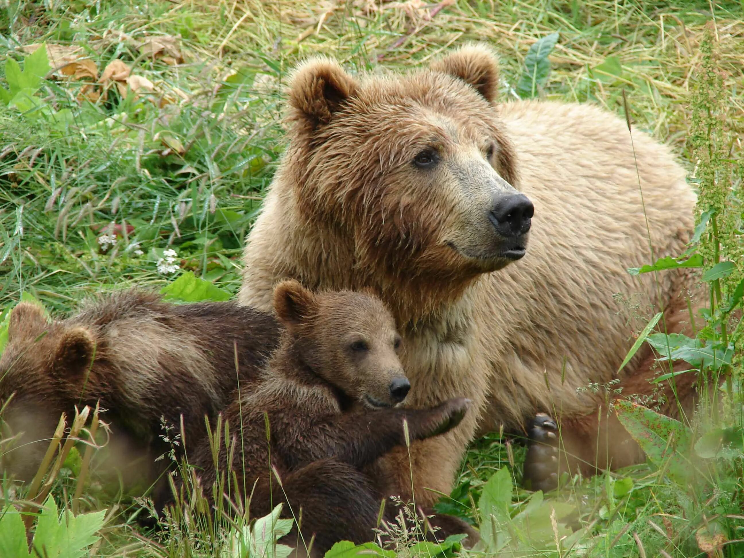 Coral bear. Кавказский бурый медведь Краснодарского края. Бурый медведь кавказский заповедник. Кавказский бурый медведь. Закавказский бурый медведь.