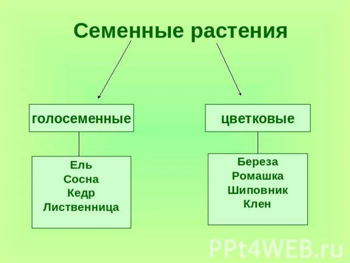 Семенные растения примеры организмов