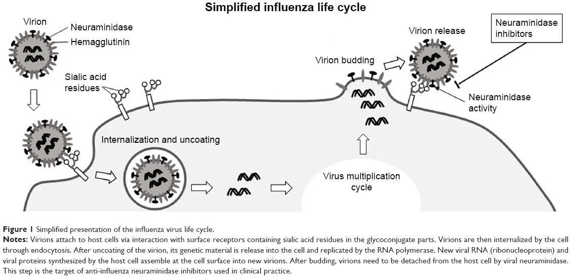 Рецептор Life. Нейраминидаза бактерий. Нейраминидаза чума. Virus Life Cycle.