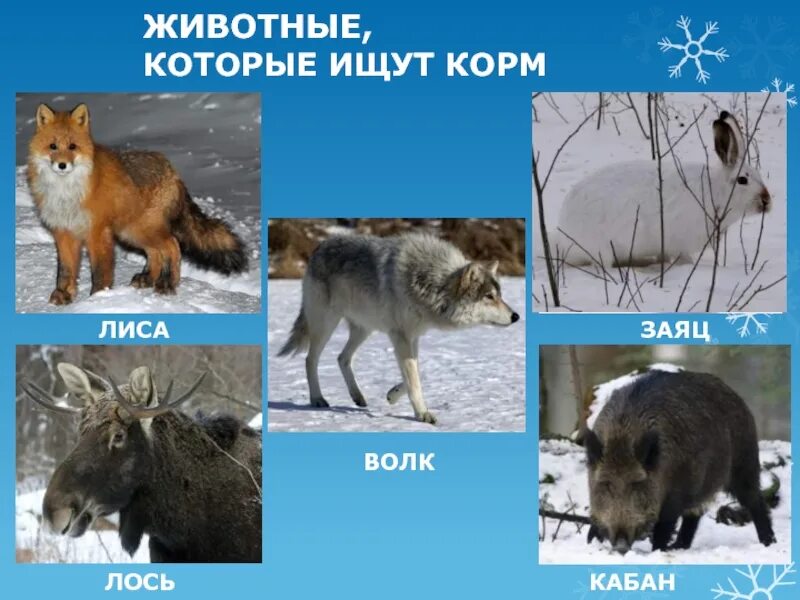 Лиса заяц медведь белка. Волки на южном урале. Медведь и лиса. Звери лиса заяц. Заяц лиса медведь волк белка.