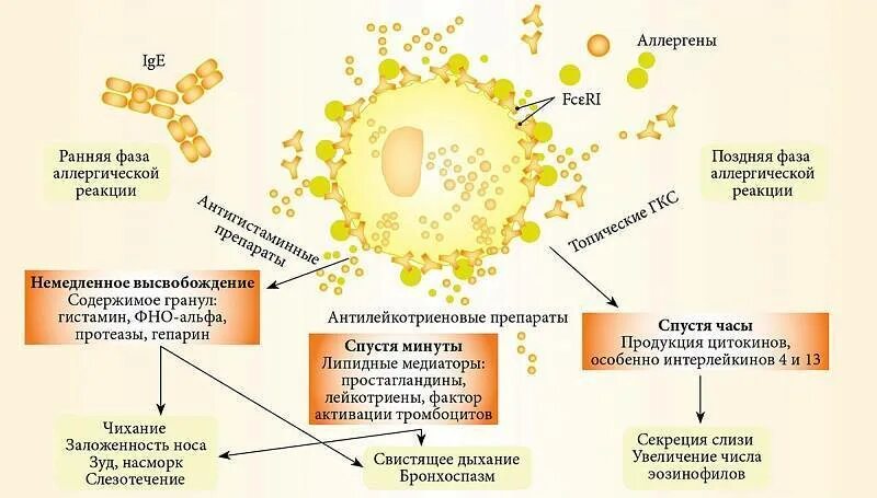 Реакция на аллергены. Механизм возникновения аллергической реакции схема. Механизм развития пищевых аллергических реакций. Аллергический ринит патогенез схема. Иммунные механизмы развития пищевой аллергии.