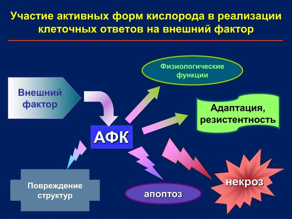 Активные формы кислорода АФК. Образование активных форм кислорода биохимия. Роль активных форм кислорода. Синтез активных форм кислорода.