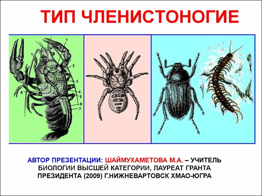 Членистоногие какой тип. Тип Членистоногие. Тип Членистоногие Arthropoda. Подтип трахейные типа Членистоногие. Медицинская арахноэнтомология.