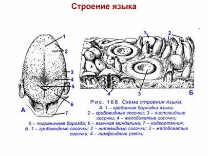 Строение языка