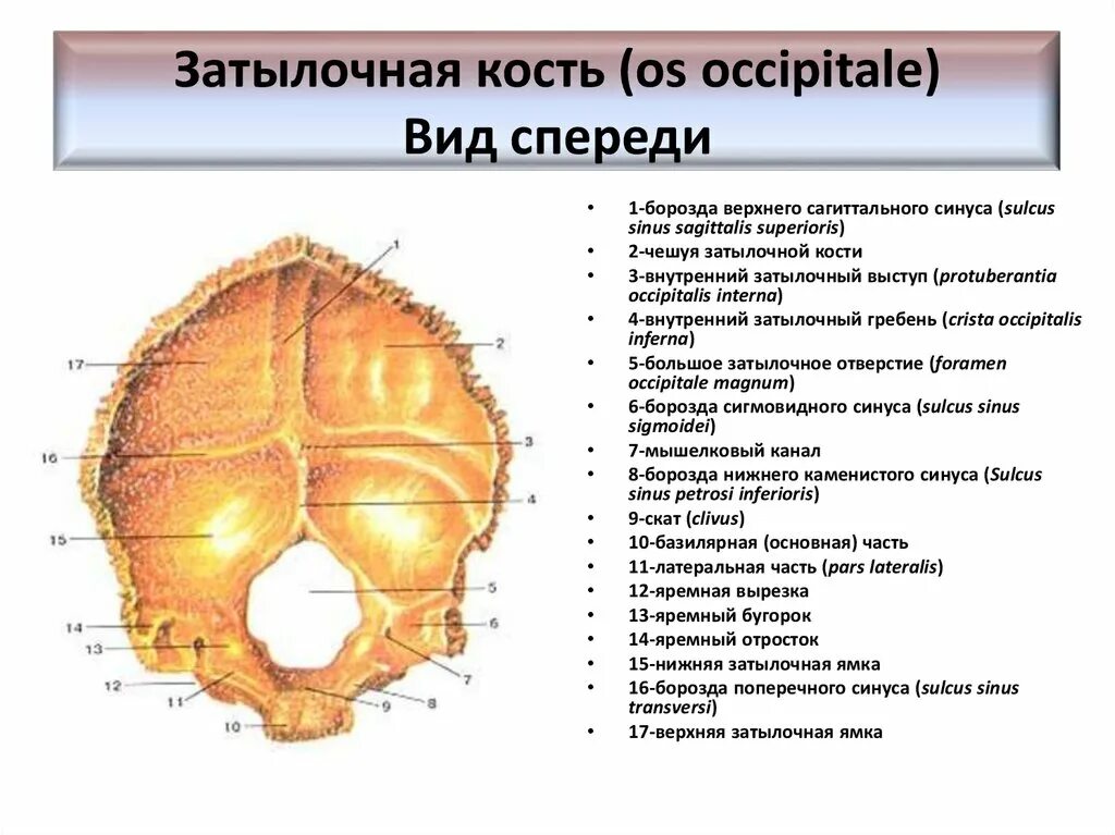 Мыщелки черепа. Нижняя выйная линия затылочной кости. Мыщелковая ямка затылочной кости. Затылочная кость внутренний затылочный Выступ. Яремный отросток затылочной кости черепа.