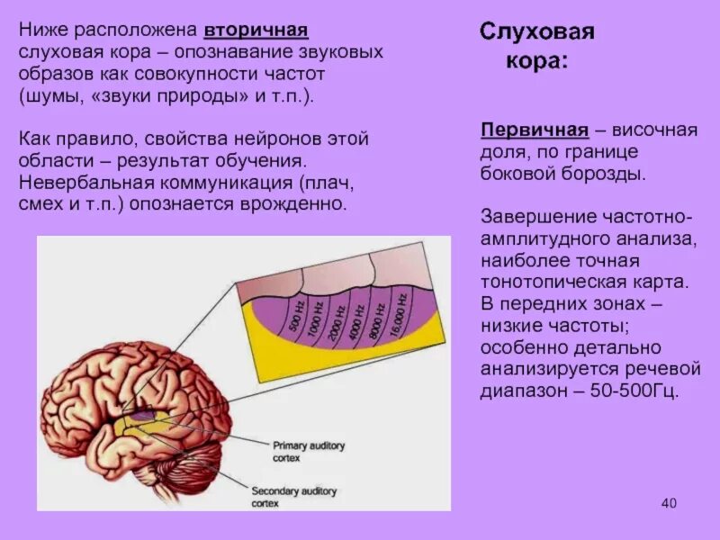 Слуховой центр коры мозга. Первичные и вторичные слуховые зоны.