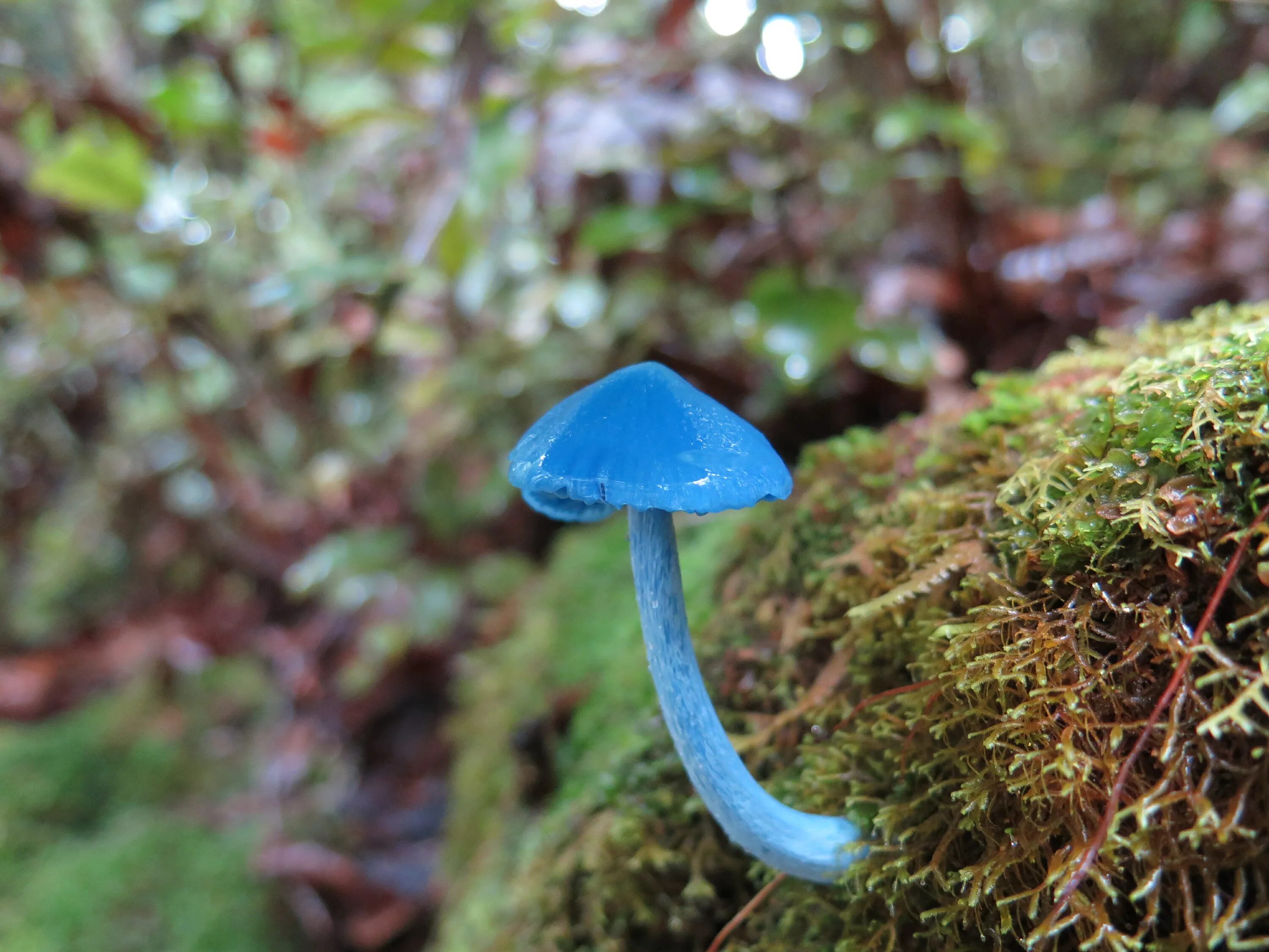 Включи редкие грибы. Голубой гриб Entoloma hochstetteri. Млечник голубой гриб. Энтолома голубая. Энтолома Лесная.
