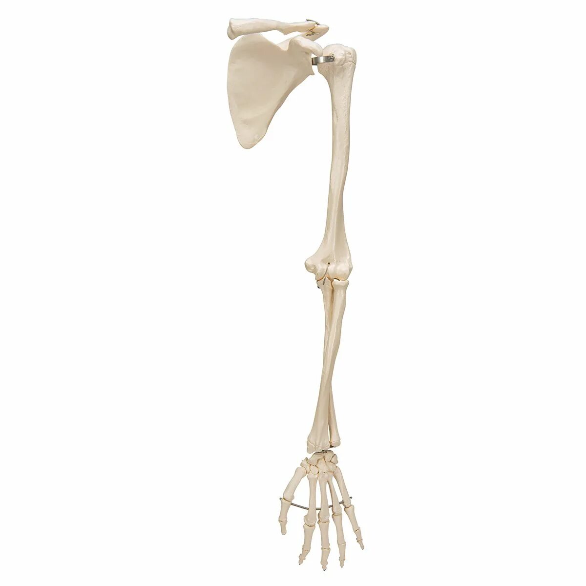 Скелет руки. Скелет руки человека. Человеческая рука кости. Скелет костей руки. Кости скелета рук