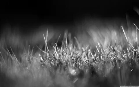 Black grass