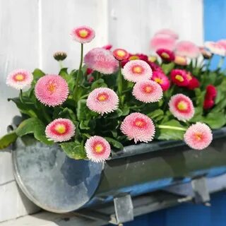 Маргаритки как сажать