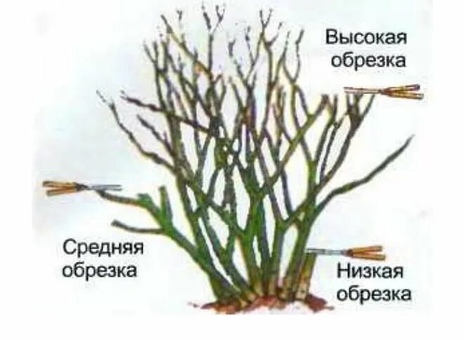 Как правильно обрезать чайно гибридную розу. Обрезка роз. как обрезать розы. обрезка роз фото. как правильно обрезать розы.
