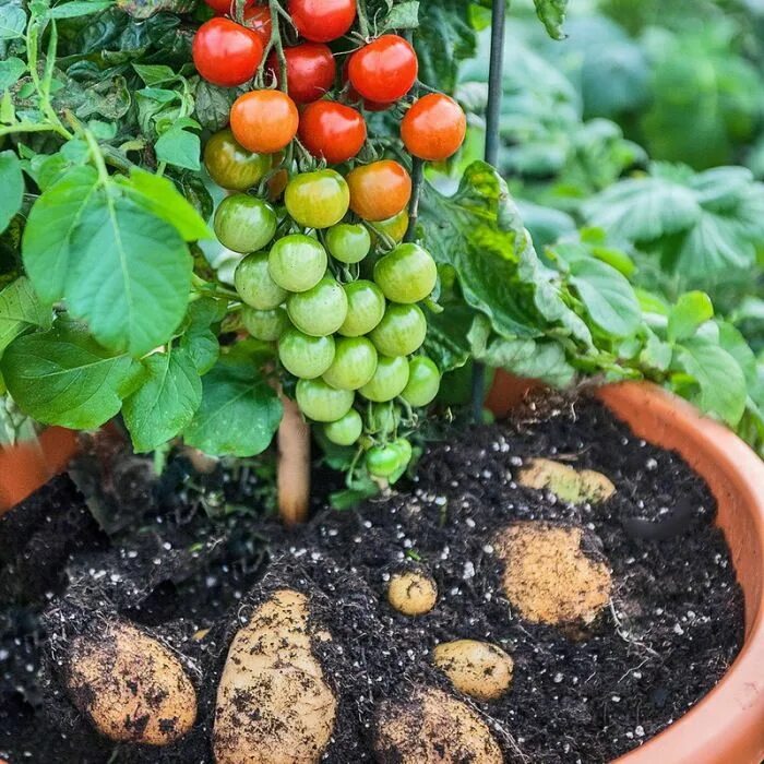 Free Images : fruit, food, salad, produce, vegetable, healthy, power, vegetables