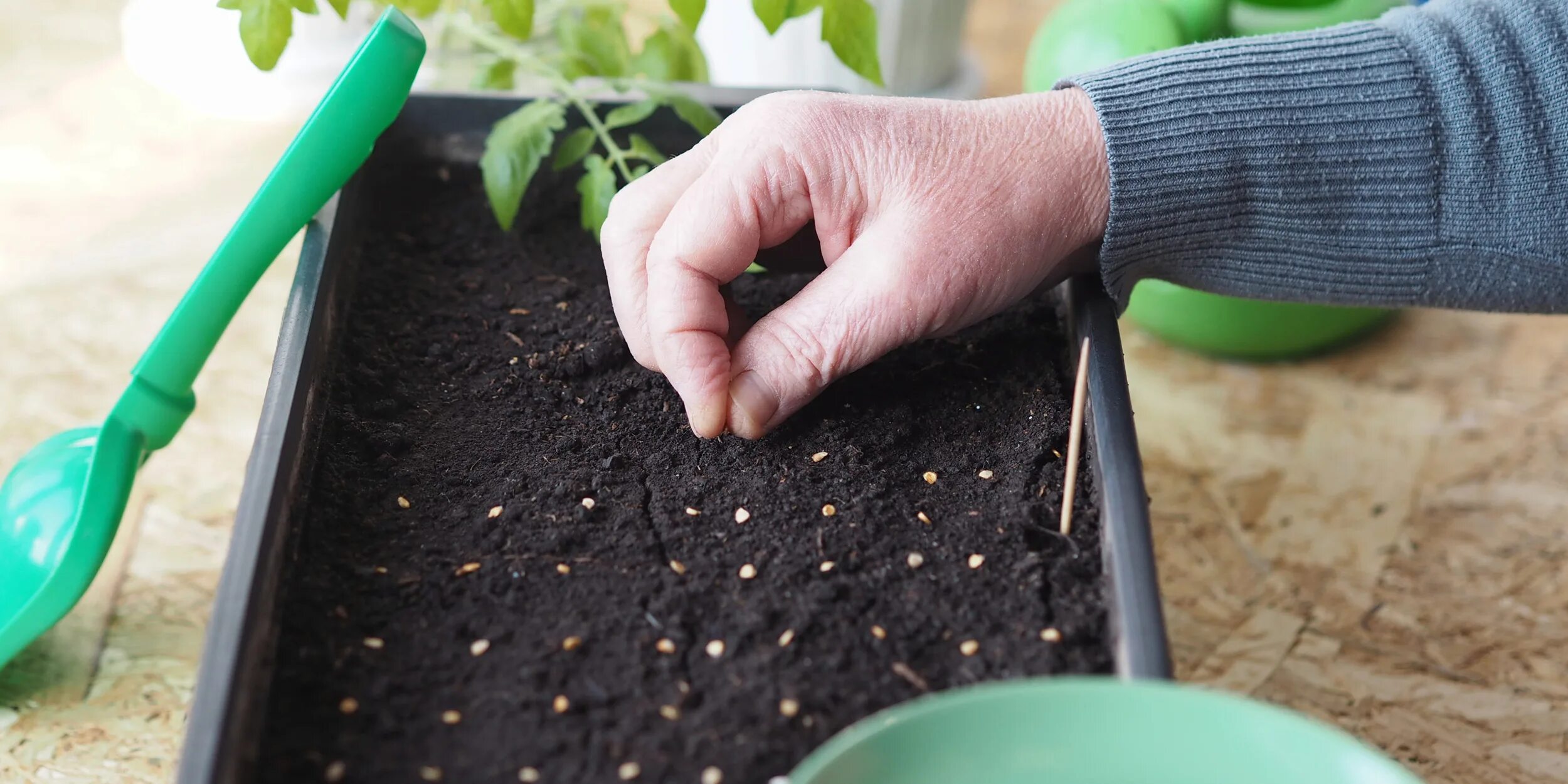 посев семян томатов на рассаду. посев семян. помидорная рассада. как сажать семена томатов на рассаду. рассада баклажан.