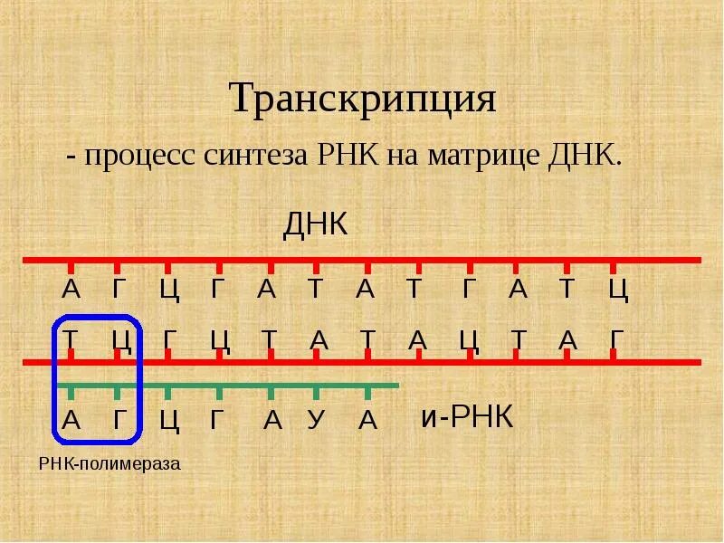 Запишите транскрипцию цепи днк. Цепочка днк а-ц-г-т-а-г-ц-т-а-г вторая цепь. схема процесса транскрипции. транскрипция днк и рнк. процесс транскрипции рнк.
