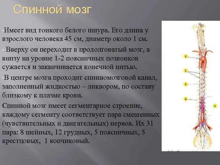 В спинном мозге выделяют. Спинной мозг. Спинной мозг взрослого человека. Диаметр спинного мозга взрослого человека. Тонкое строение спинного мозга.