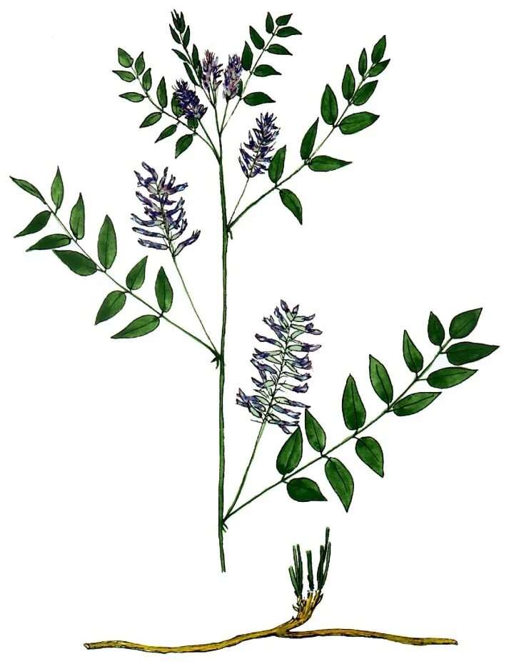 Солодка лист. Солодка Уральская (Glycyrrhiza uralensis). Солодка Коржинского. Солодка Коржинского - Glycyrrhiza korshinskyi. Лакрица Солодка растение.