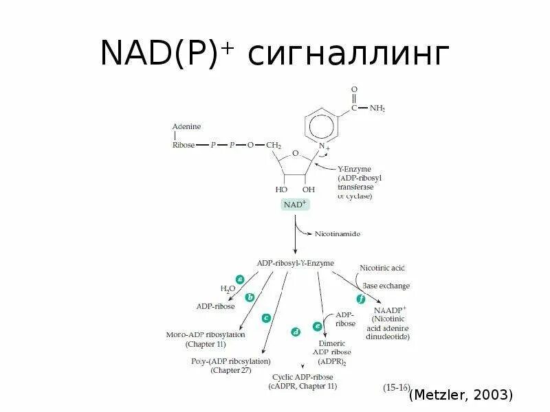 Обмен витаминов биохимия. Коферменты таблица биохимия. Витамины коферменты биохимия. Коферменты витаминов таблица. Витамины таблица биохимия.