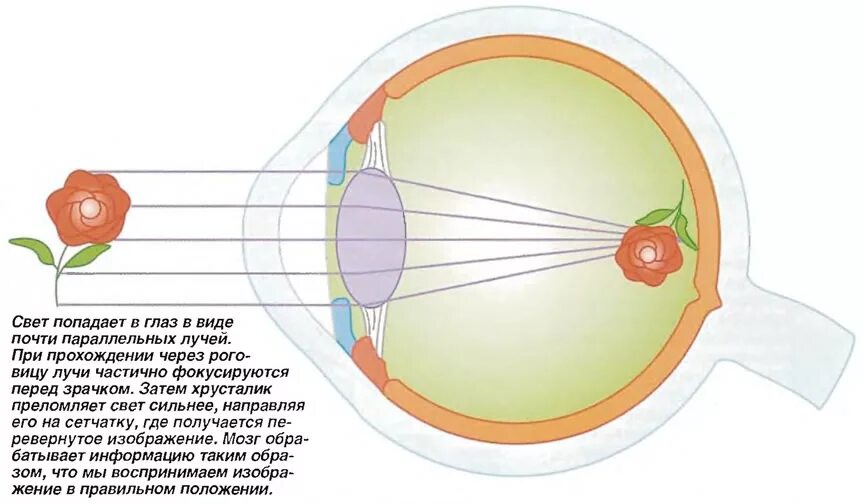 Фокусировка лучей света на внутренней. Схема формирования изображения на сетчатке глаза. Строение глаза изображение на сетчатке. Образование в глазном яблоке, фокусирующее изображение на сетчатку:. Изображение предметов на сетчатке глаза человека.