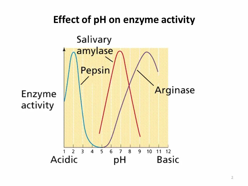 Enzyme PH activity. Salivary amylase. Enzymes activity PH Scale. Enzymes of saliva. Effect o