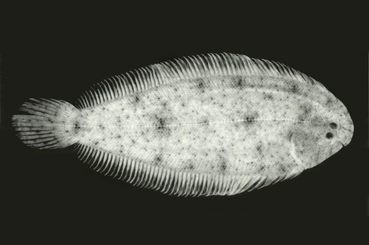 Ranzania laevis. Морская рыба хирург золотоспинный. Овальная луна-рыба. Овальная рыба. Тарелка пластиковая овальная под рыбу.