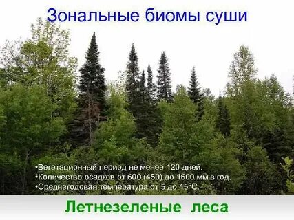 Вегетация хвойных