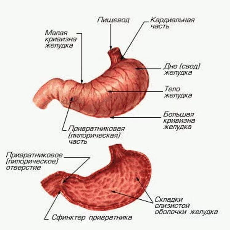 Ковид желудка. Внутренне и внешнее строение желудка. Анатомическое строение желудка. Желудок строение и функции анатомия. Желудок человека анатомия строение и функции человеческого.