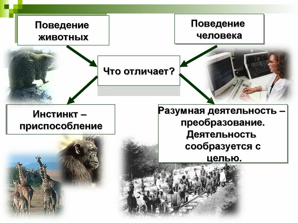 Чем отличается поведение человека от животного. Поведение человека и животных. Деятельность и поведение. Деятельность животных и деятельность человека. Социальное поведение животных и человека.