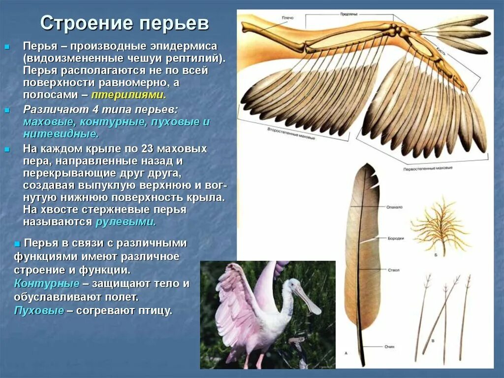 У птиц различают перья. Строение махового пера у птиц. Маховое перо строение. Перья маховые и пуховые. Перья птиц с названиями.