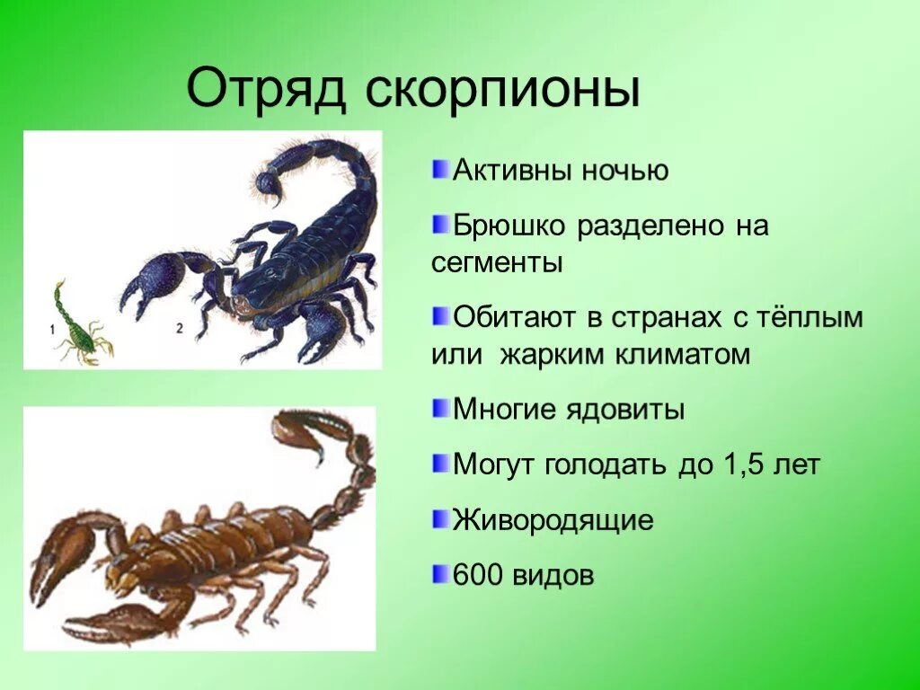 Скорпион относится к ракообразным. Отряд скорпионы. признаки отряда скорпионов. скорпион описание. класс паукообразные скорпионы.