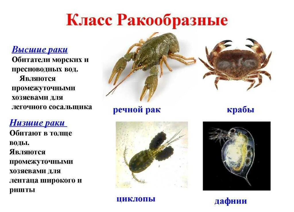 Общая характеристика ракообразных 7 класс. Ракообразные представители типа членистоногие. класс ракообразные представители (5-6 примеров). тип членистоногие класс ракообразные представители. тип ракообразные 7 класс биология.