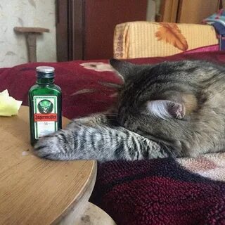 Кошка которая не пей