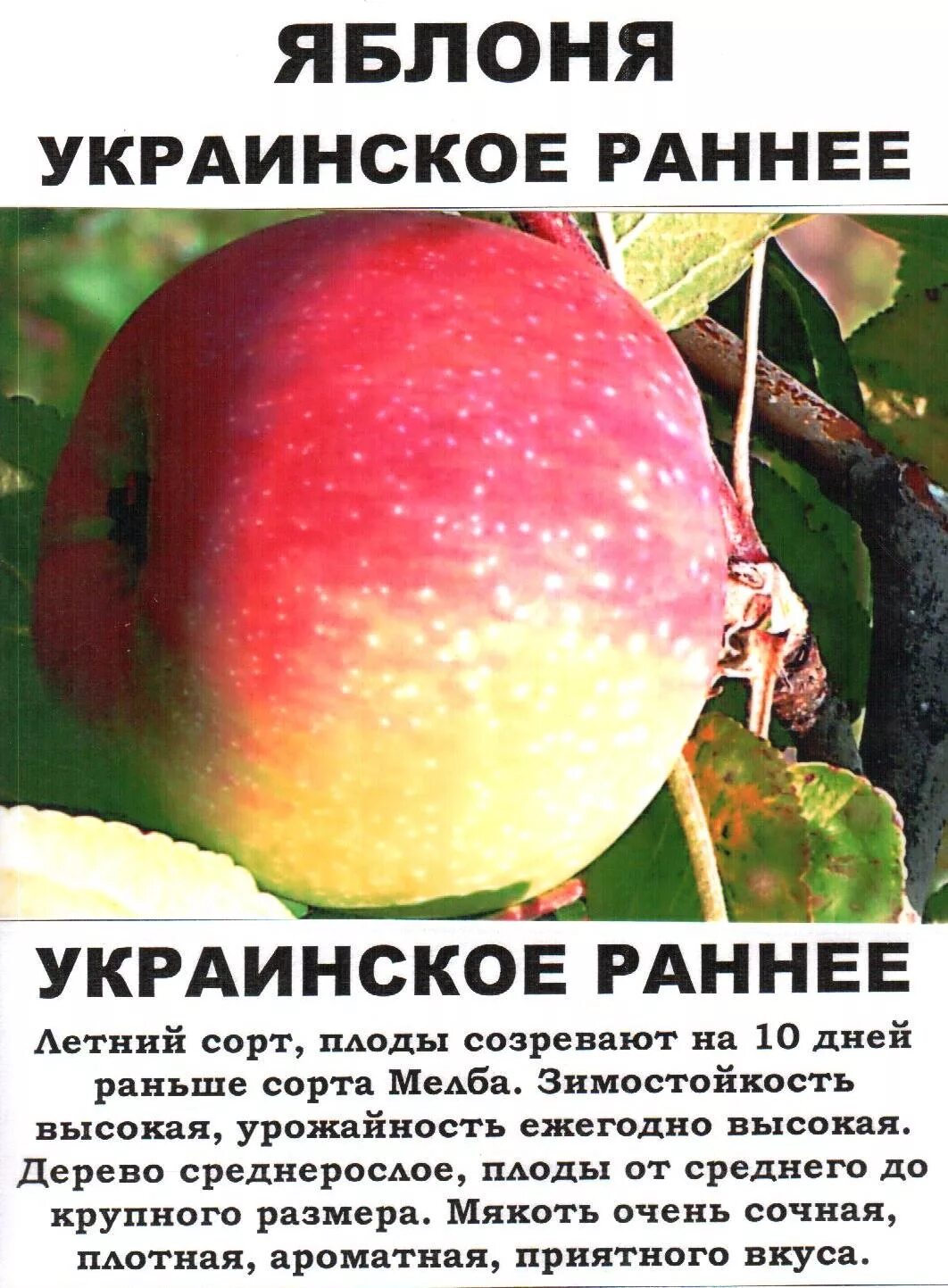 Яблоня украинская ранняя. Описание сортов яблок. Сорт яблони украинское раннее. Ранние сорта яблок.