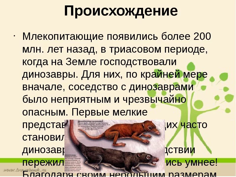 Происхождение животных 5 класс. Животные происхождение. происхождение млекокопита. происхождениелекопитающих. возникновение млекопитающих.