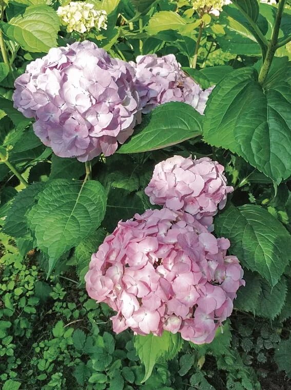 Полить гортензию для цвета. Для изменения цвета гортензии. Покрасить гортензию.