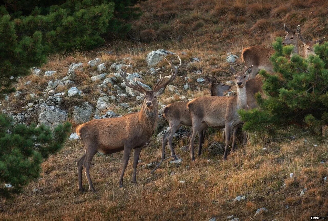 какие животные обитают в крыму. звери обитающие в степях крыма. растительный и животный мир крыма. фауна ялтинского горно лесного заповедника. большой тушканчик (земляной заяц).